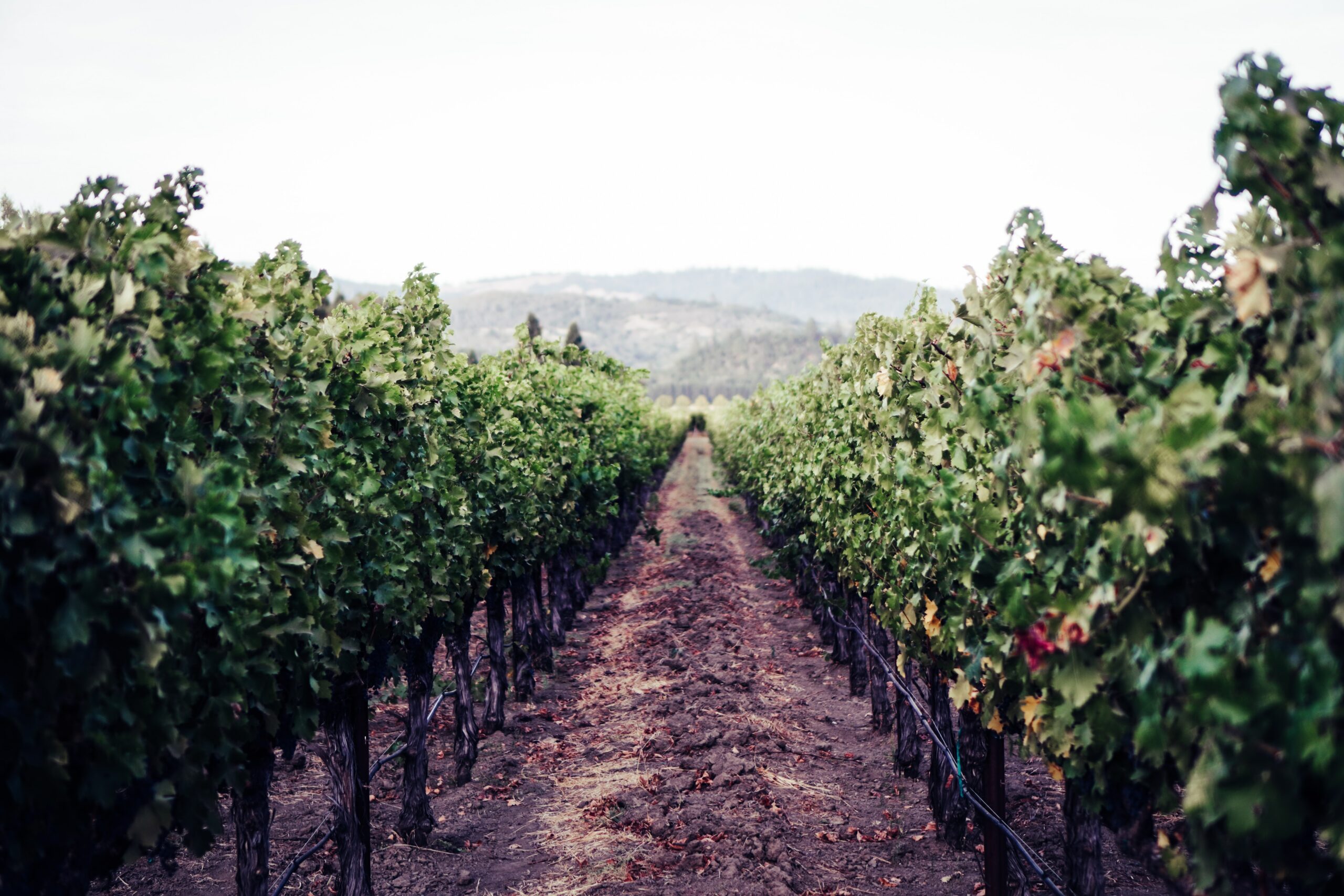 Experience the Best of Napa Valley This Weekend